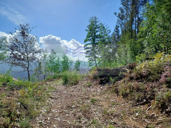 Terreno para Venda em Sever do Vouga Foto 10