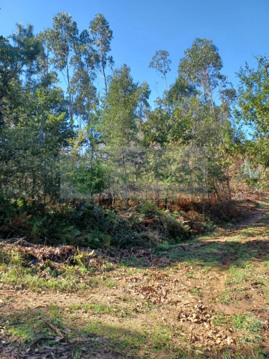 Terreno para Venda em Sever do Vouga Foto 3