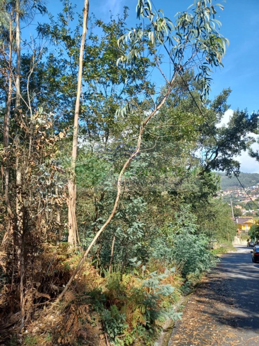 Terreno para Venda em Sever do Vouga Foto 9