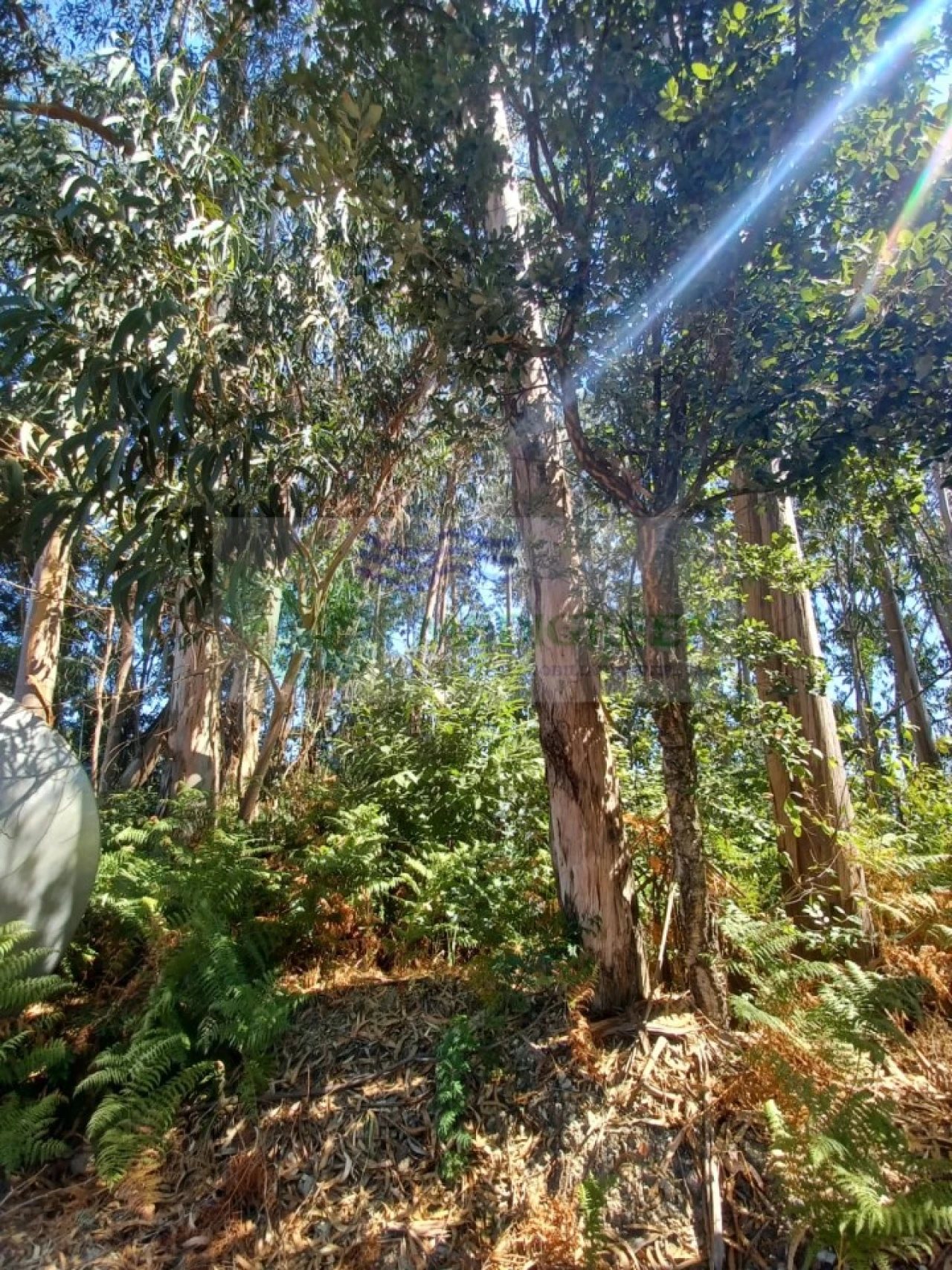 Terreno para Venda em Rocas do Vouga Foto 5