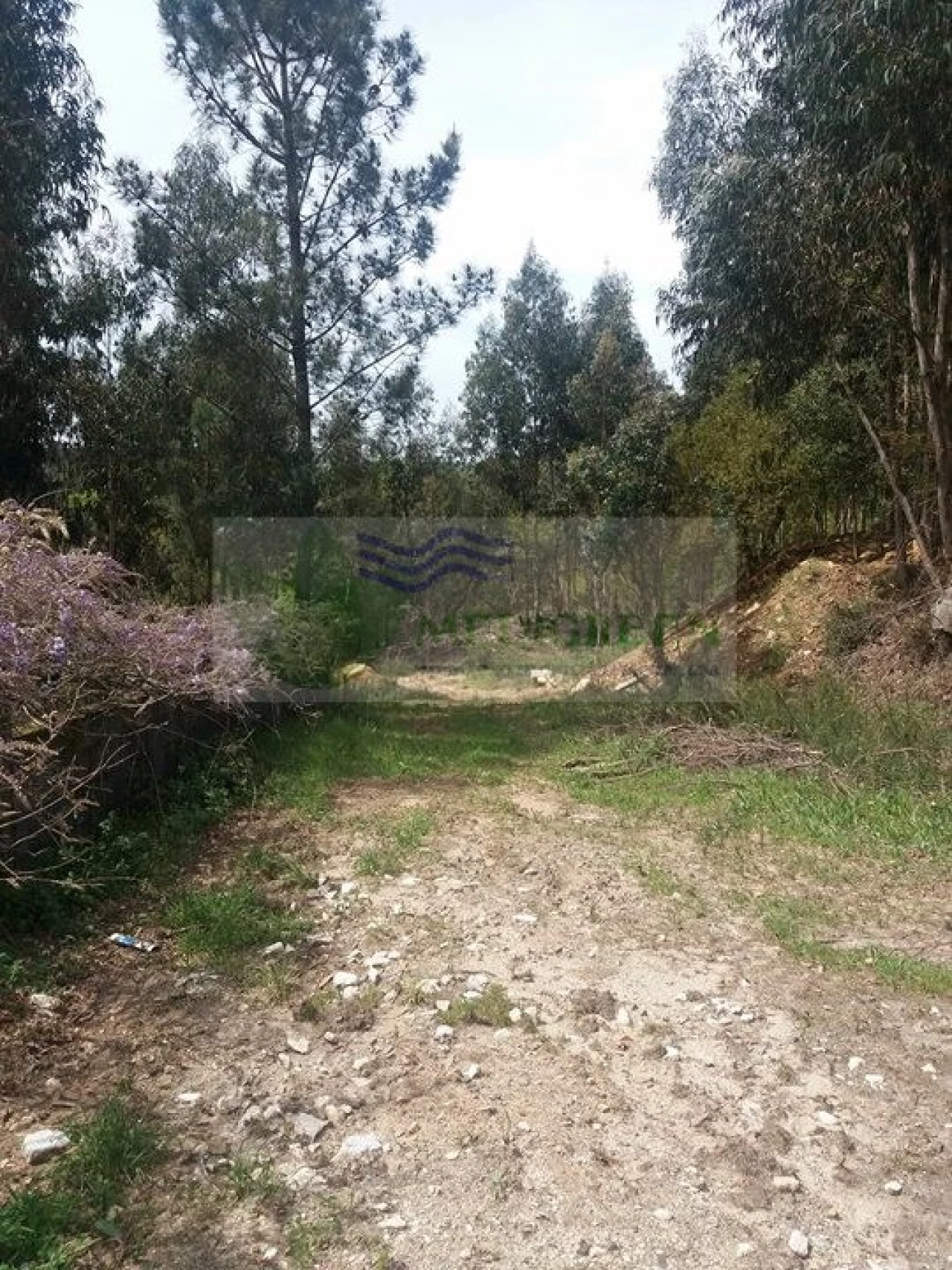 Terreno para Venda em Cedrim e Paradela Foto 6