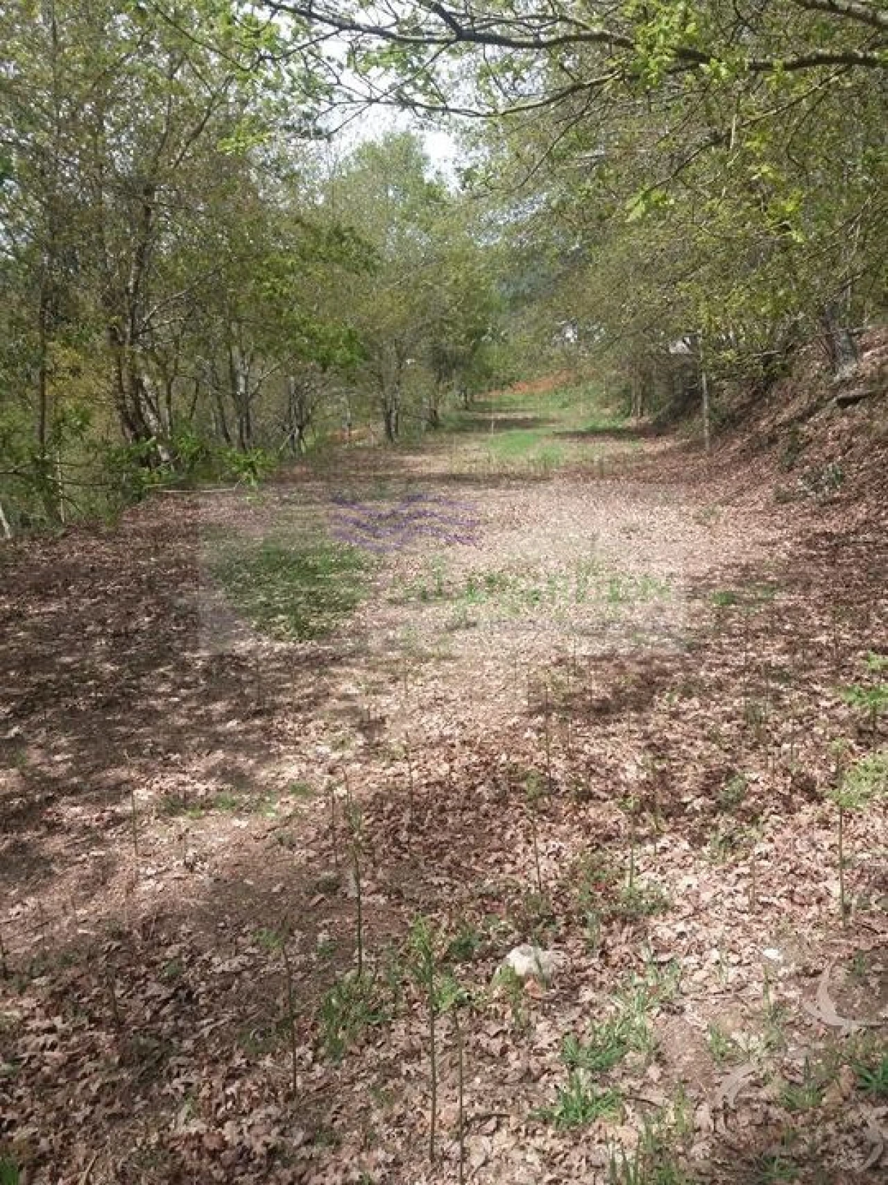 Terreno para Venda em Cedrim e Paradela Foto 7