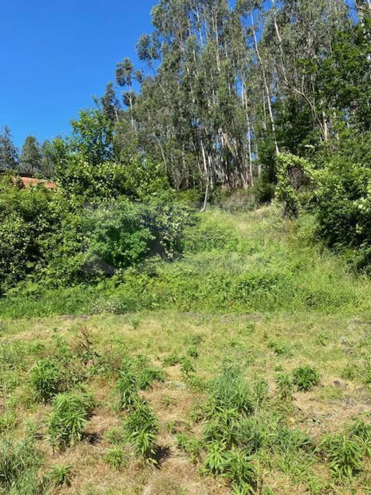 Terreno para Venda em Cedrim e Paradela Foto 3