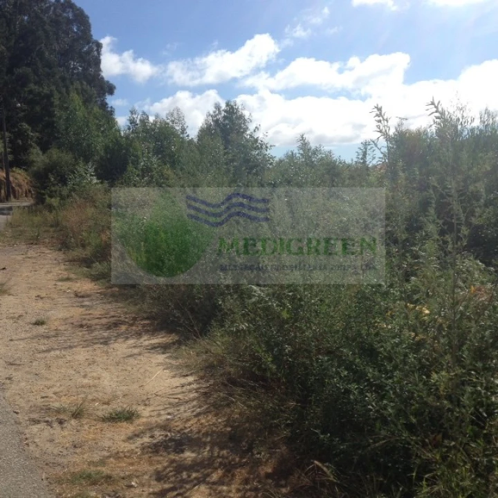 Terreno para Venda em Pessegueiro do Vouga Foto 4