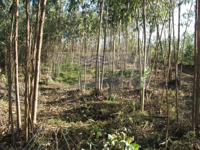 Terreno para Venda em Silva Escura e Dornelas Foto 1