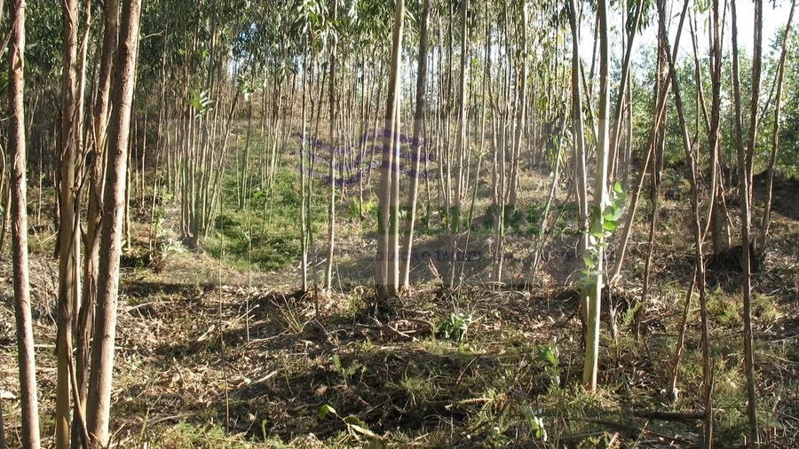 Terreno para Venda em Silva Escura e Dornelas