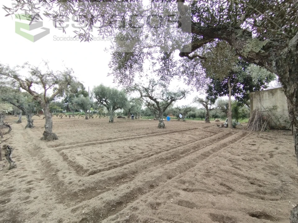 Terreno para Venda em Escalos de Cima e Lousa Foto 7