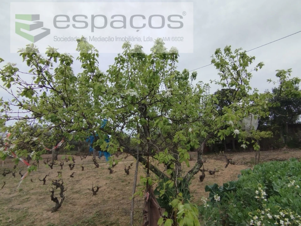 Terreno para Venda em Escalos de Cima e Lousa Foto 13