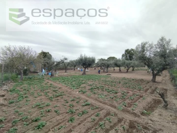 Terreno para Venda em Escalos de Cima e Lousa