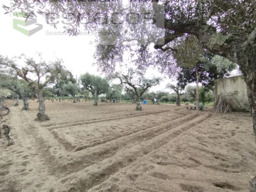 Terreno para Venda em Escalos de Cima e Lousa