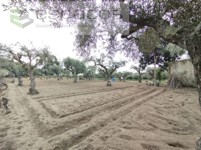 Terreno para Venda em Escalos de Cima e Lousa Foto 7