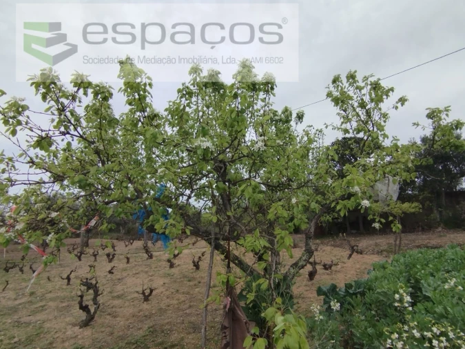 Terreno para Venda em Escalos de Cima e Lousa Foto 13