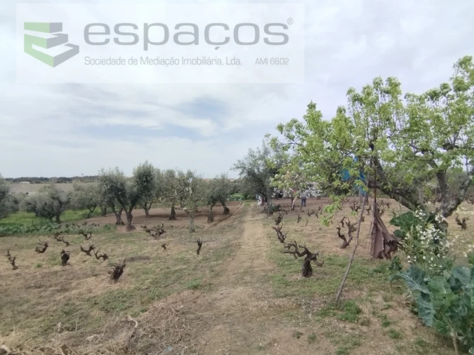Terreno para Venda em Escalos de Cima e Lousa Foto 14