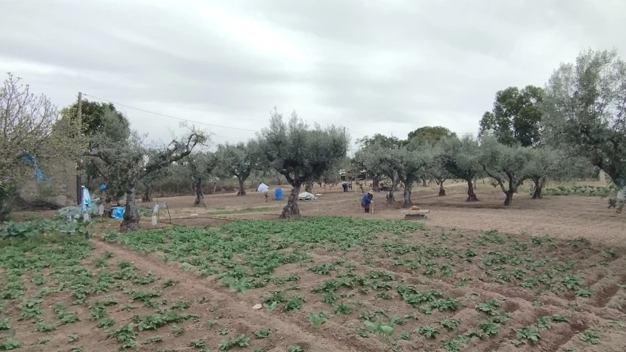 Terreno para Venda em Escalos de Cima e Lousa