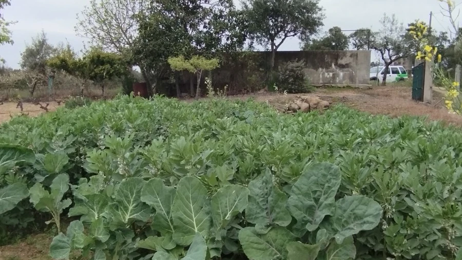 Terreno para Venda em Escalos de Cima e Lousa
