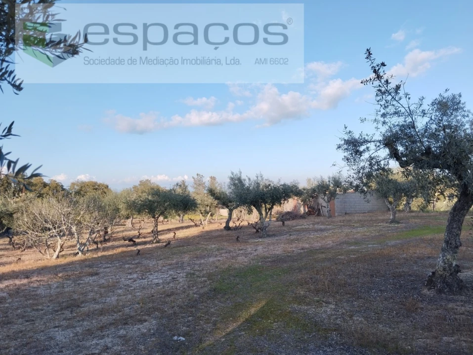 Terreno para Venda em Escalos de Cima e Lousa Foto 14