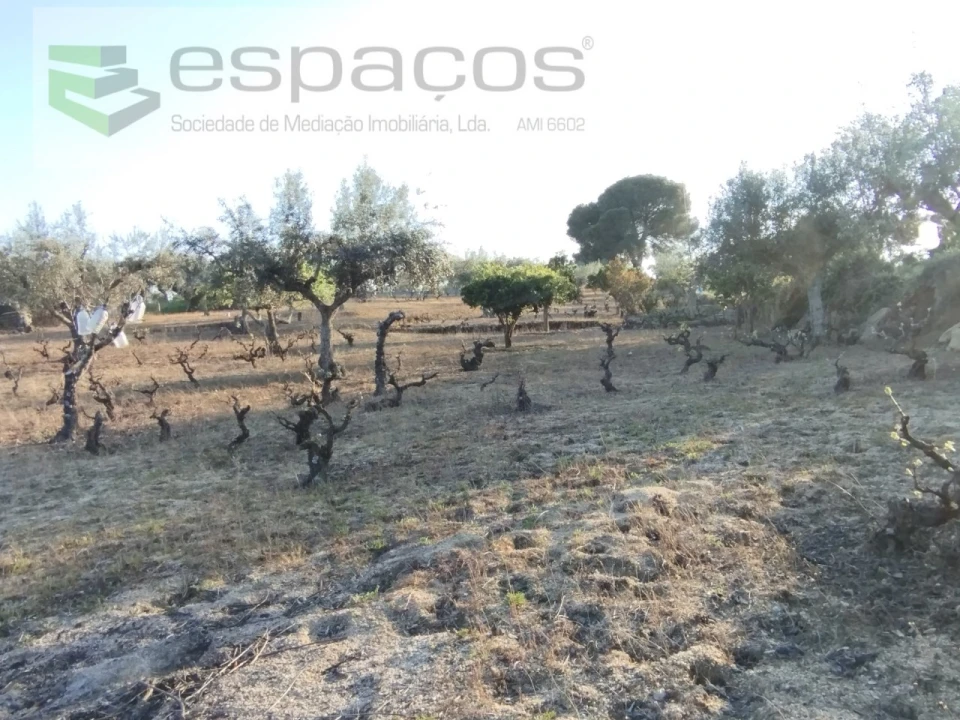 Terreno para Venda em Escalos de Cima e Lousa Foto 20