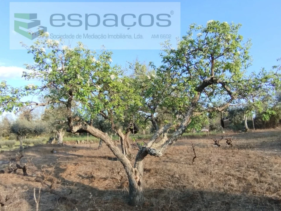 Terreno para Venda em Escalos de Cima e Lousa Foto 6