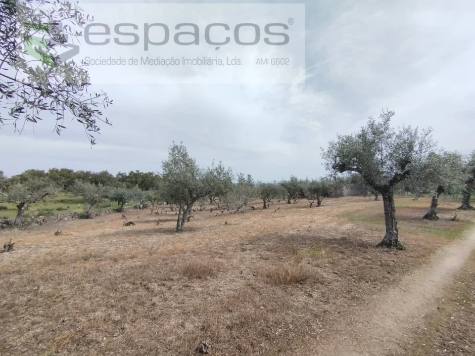 Terreno para Venda em Escalos de Cima e Lousa Foto 21