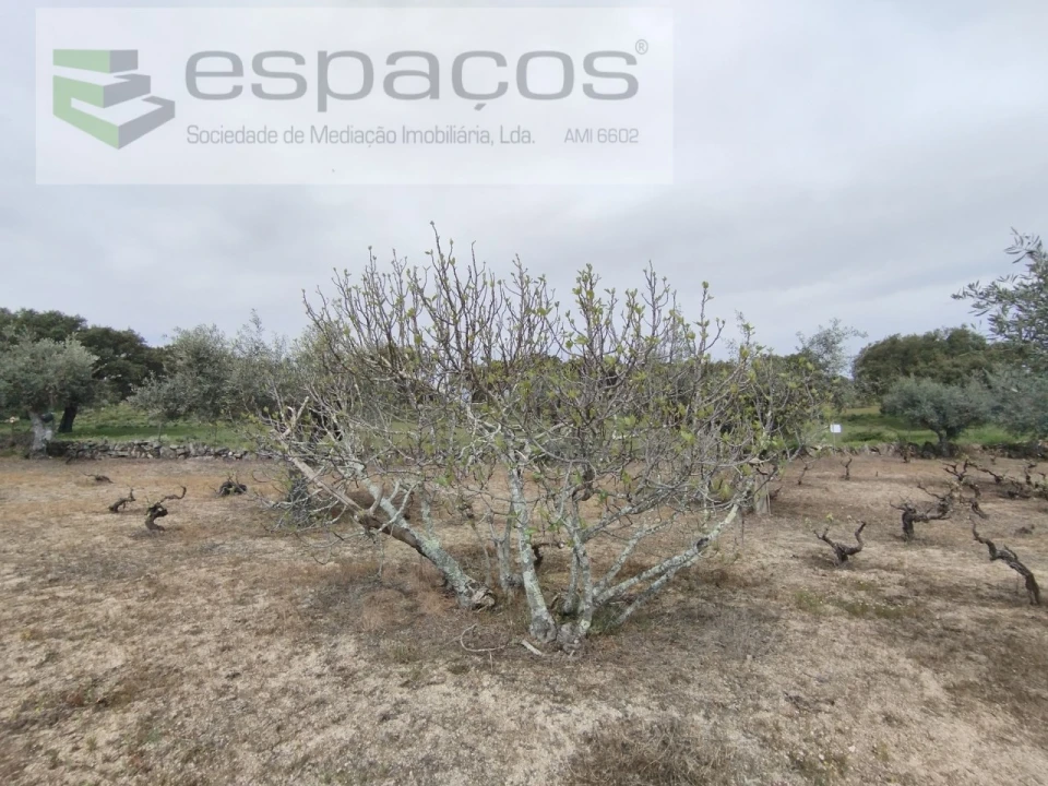 Terreno para Venda em Escalos de Cima e Lousa Foto 22