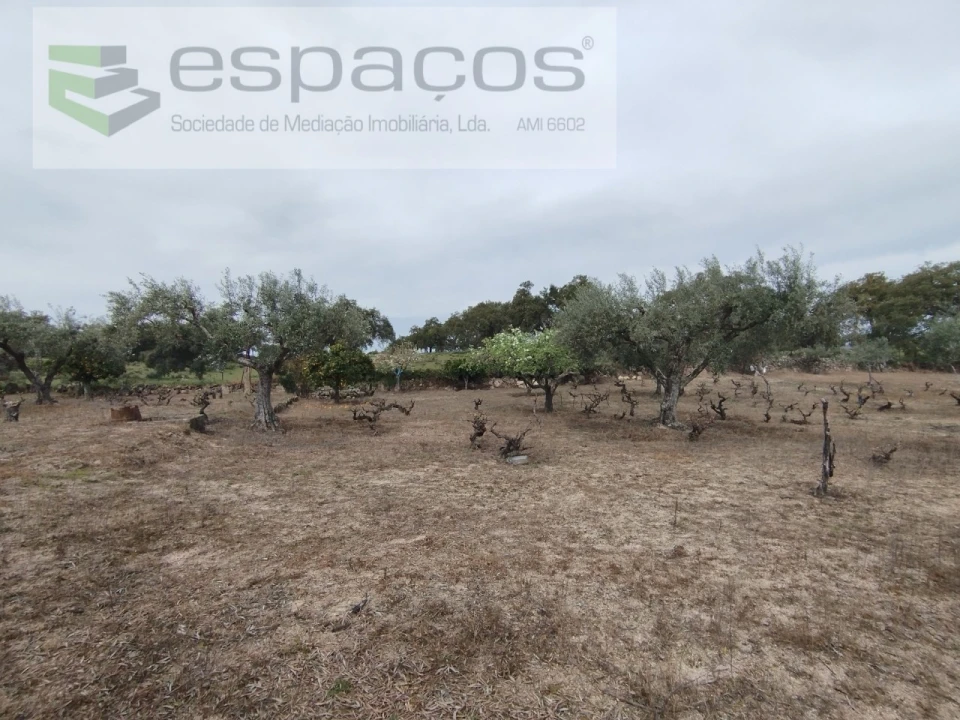 Terreno para Venda em Escalos de Cima e Lousa Foto 24