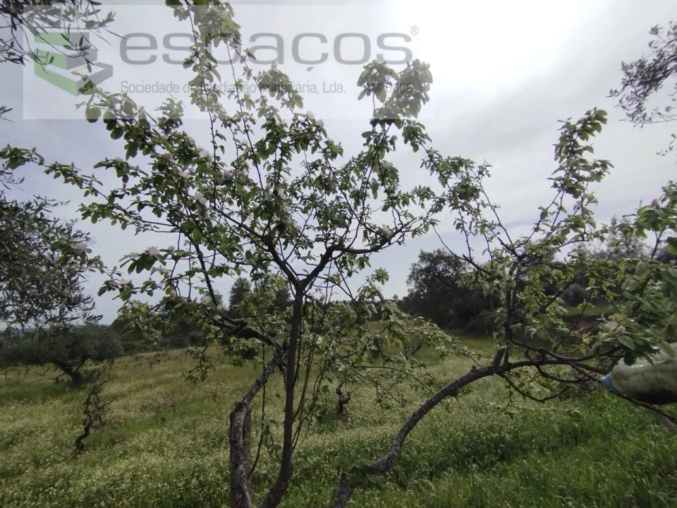 Terreno para Venda em Escalos de Cima e Lousa Foto 25