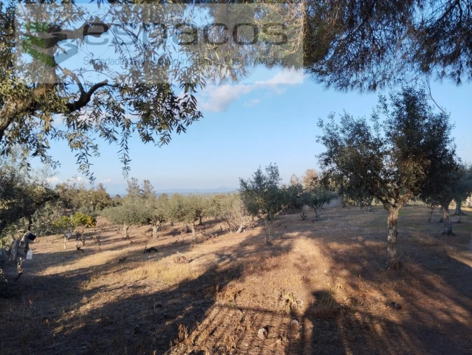 Terreno para Venda em Escalos de Cima e Lousa Foto 13