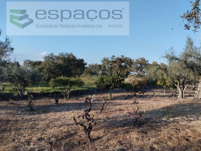 Terreno para Venda em Escalos de Cima e Lousa Foto 3