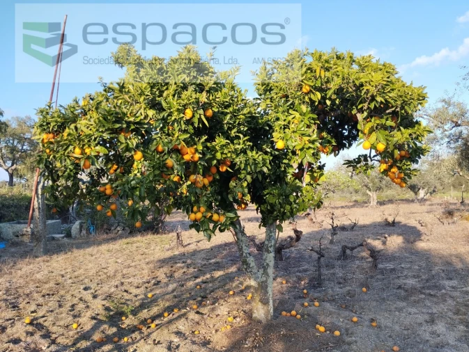 Terreno para Venda em Escalos de Cima e Lousa Foto 10
