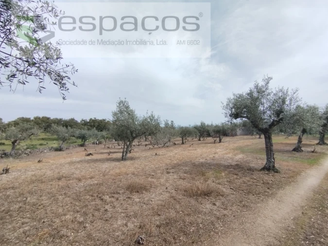 Terreno para Venda em Escalos de Cima e Lousa Foto 21