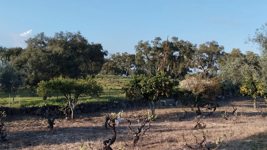 Terreno para Venda em Escalos de Cima e Lousa