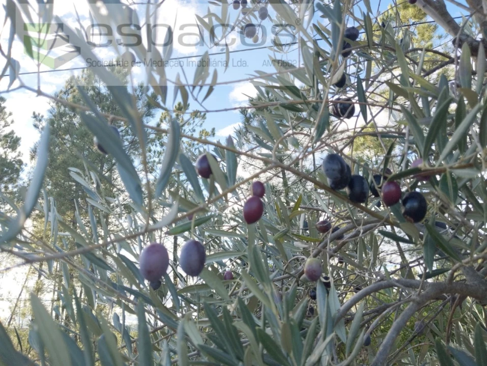 Terreno para Venda em Santo Andre das Tojeiras Foto 8