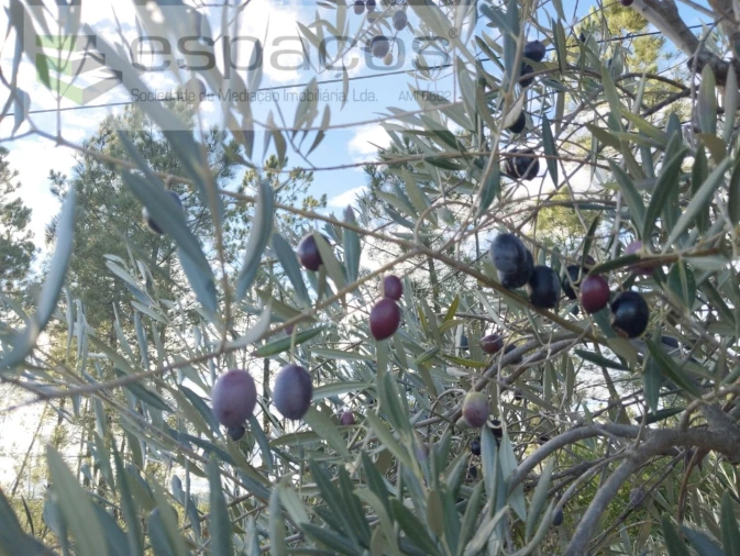 Terreno para Venda em Santo Andre das Tojeiras Foto 8