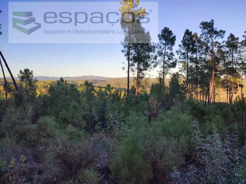Terreno para Venda em Sarzedas Foto 4