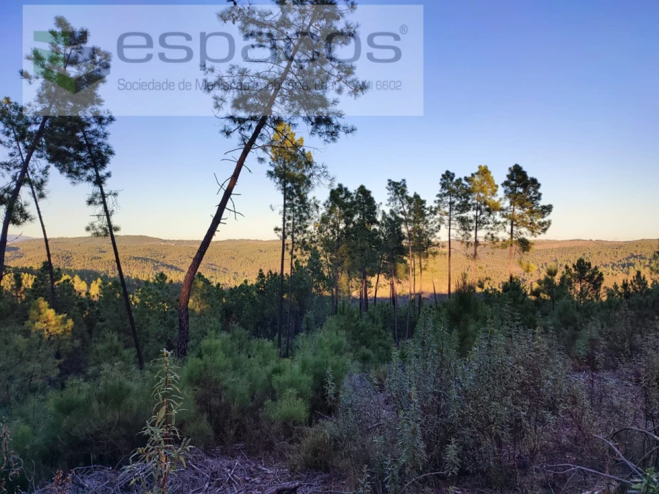 Terreno para Venda em Sarzedas Foto 2