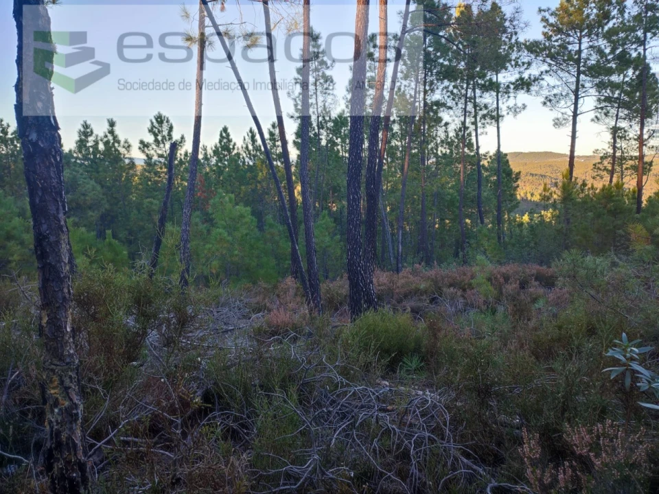 Terreno para Venda em Sarzedas Foto 3