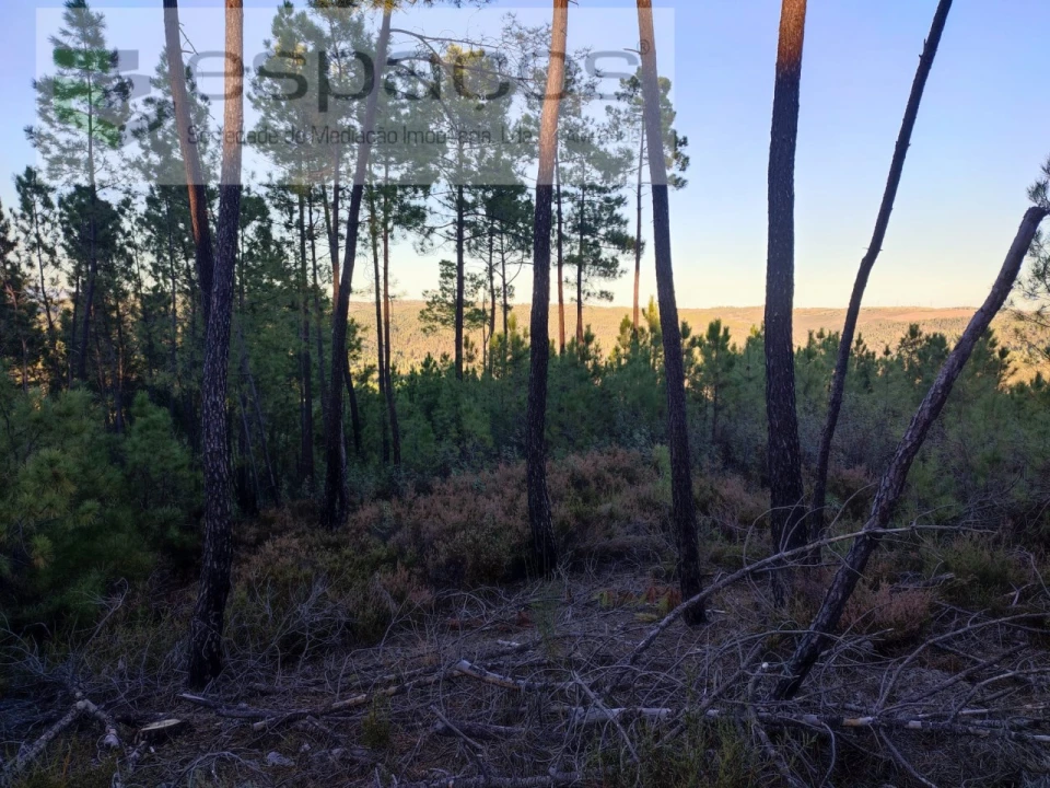 Terreno para Venda em Sarzedas Foto 1