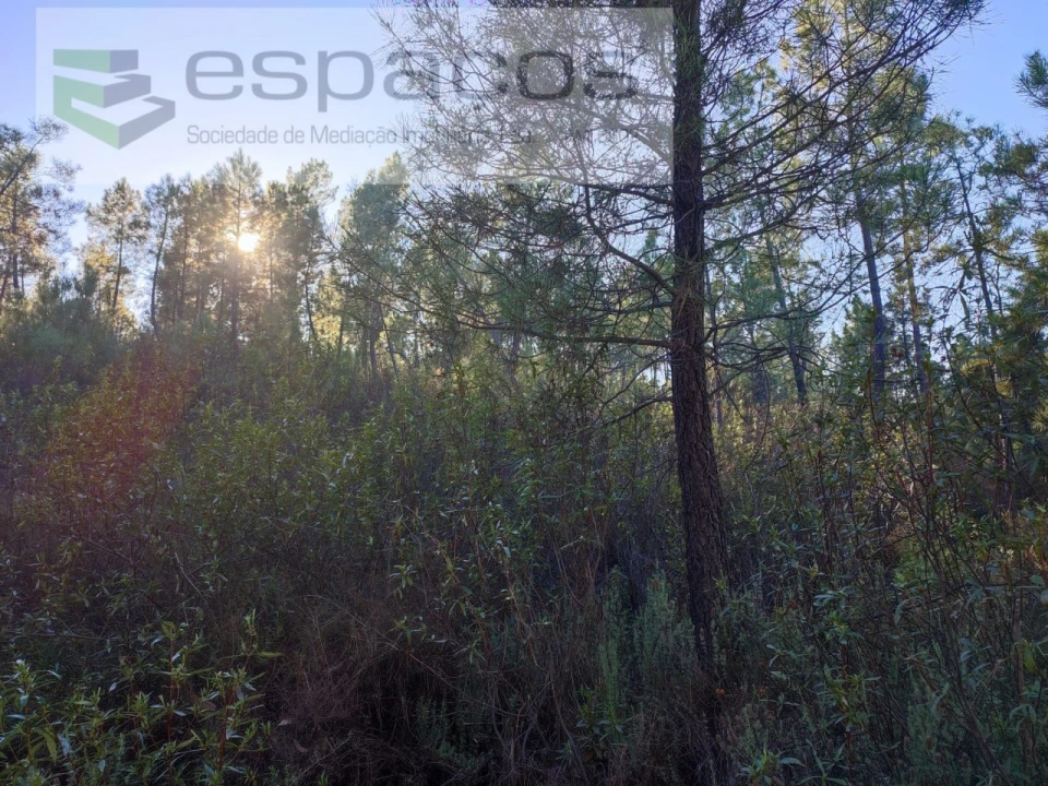 Terreno para Venda em Sarzedas Foto 7