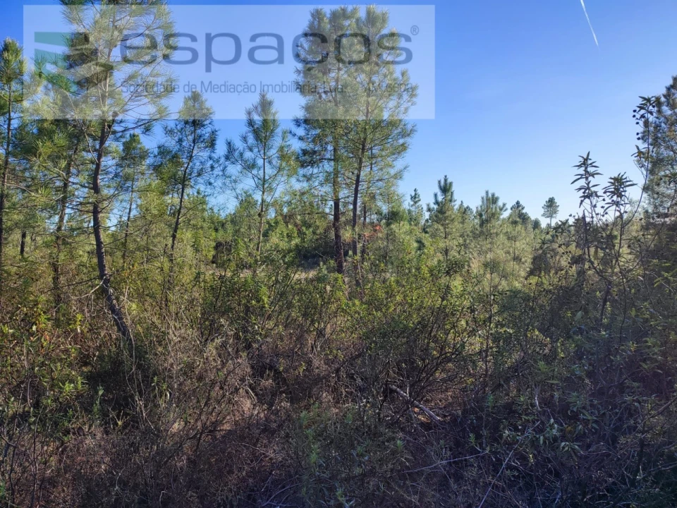 Terreno para Venda em Sarzedas Foto 8