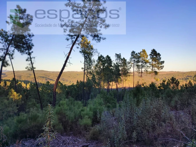 Terreno para Venda em Sarzedas Foto 2
