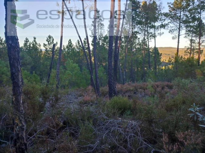 Terreno para Venda em Sarzedas Foto 3