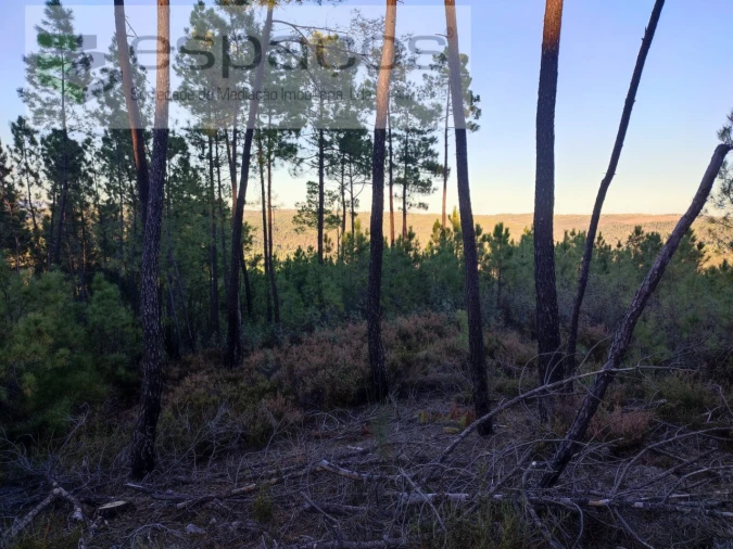 Terreno para Venda em Sarzedas Foto 1