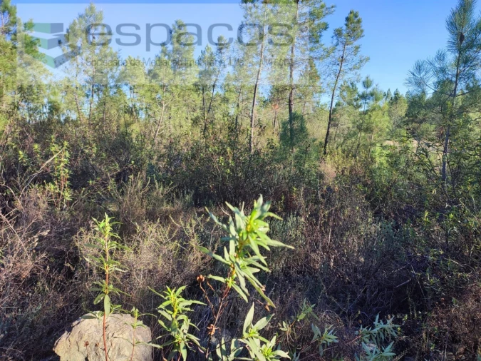 Terreno para Venda em Sarzedas Foto 6