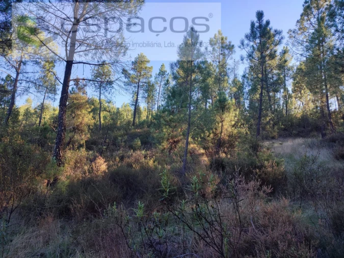 Terreno para Venda em Sarzedas Foto 5