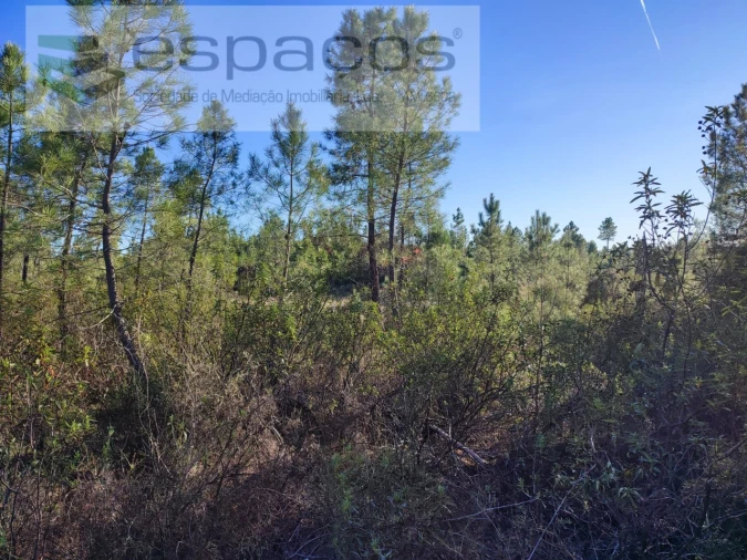 Terreno para Venda em Sarzedas Foto 8