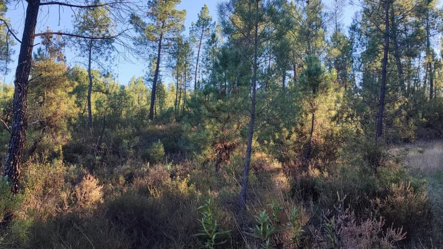 Terreno para Venda em Sarzedas