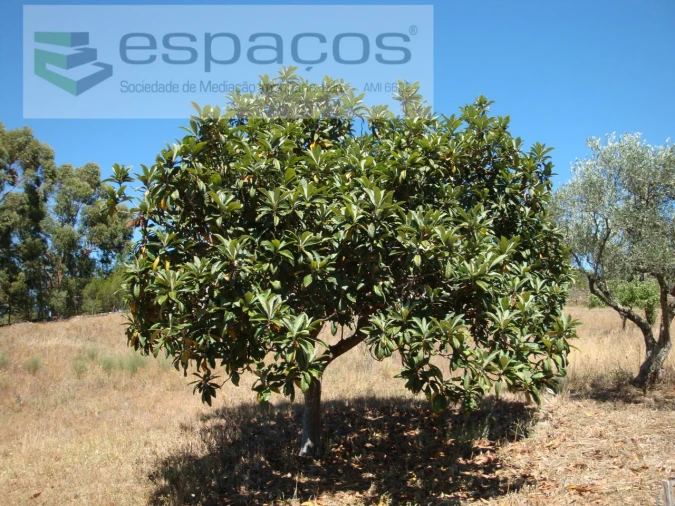 Terreno para Venda em Benquerenças Foto 12
