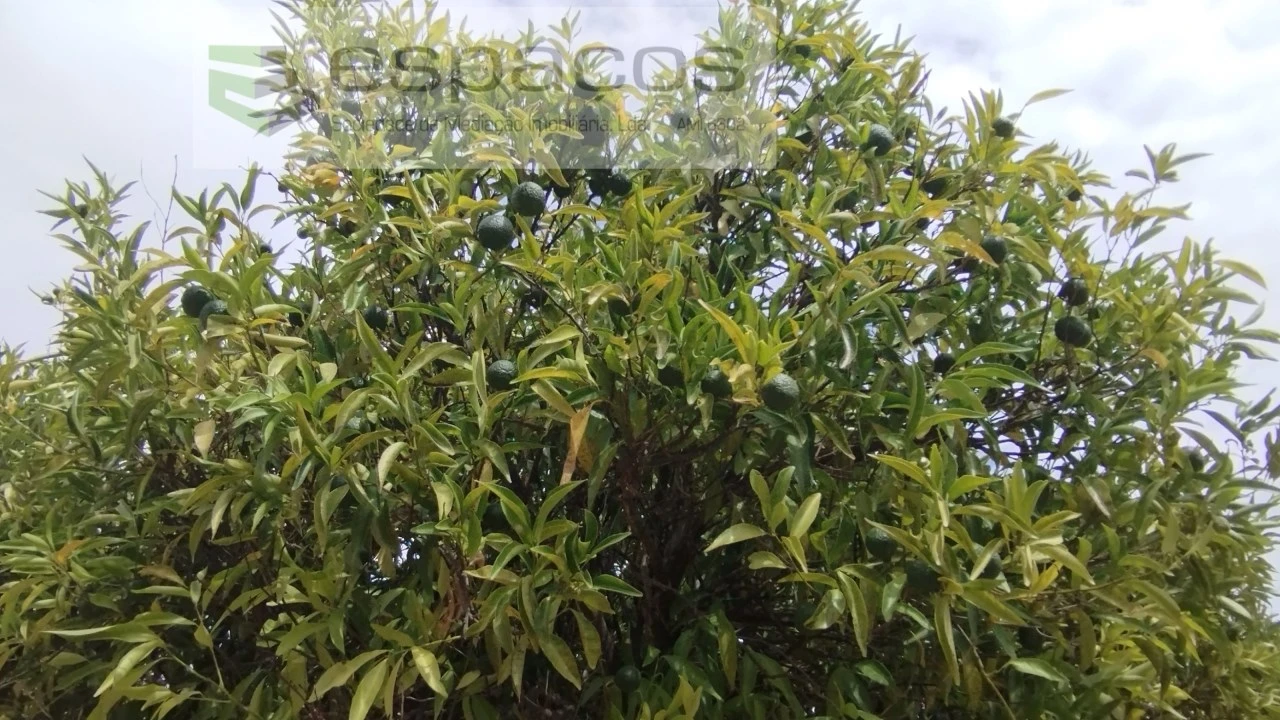 Terreno para Venda em Salvador Foto 9