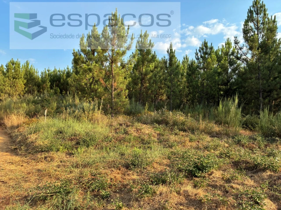 Terreno para Venda em Lavacolhos Foto 4