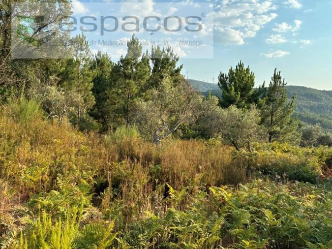 Terreno para Venda em Lavacolhos Foto 14